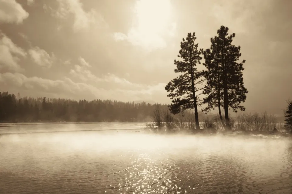 A misty Swedish lake at dawn with two pine trees on the shore